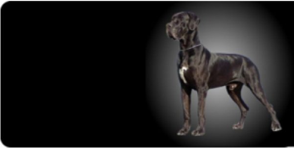 Great Dane Photo License Plate Free Personalization - Great Dane (600x600), Png Download
