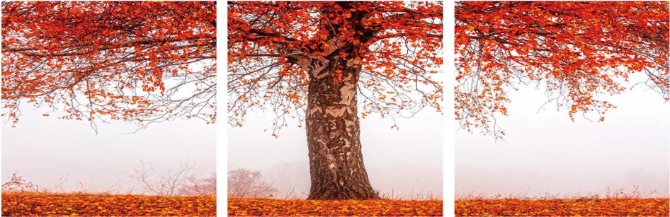Autumn Tree 3 Piece Wall Decor - Autumn (1000x334), Png Download