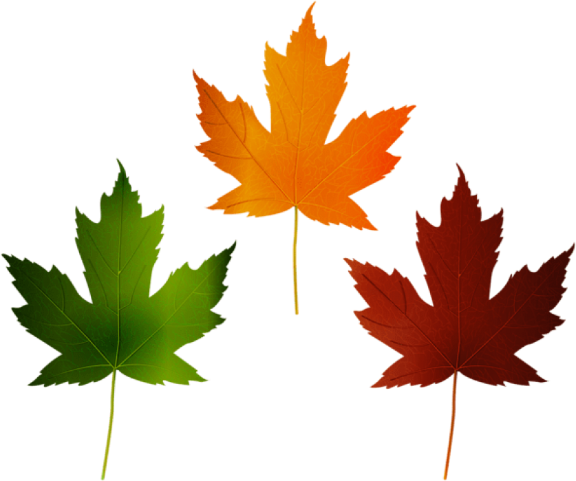 Free Png Download Autumn Leaves Set Clipart Png Photo - Canada Day (850x707), Png Download