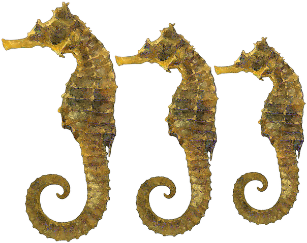 Related To Fish Vector Clip Art Online Royalty Free (640x497), Png Download