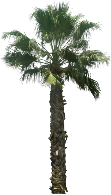 440 X 774 7 - Palm Tree Png (440x774), Png Download