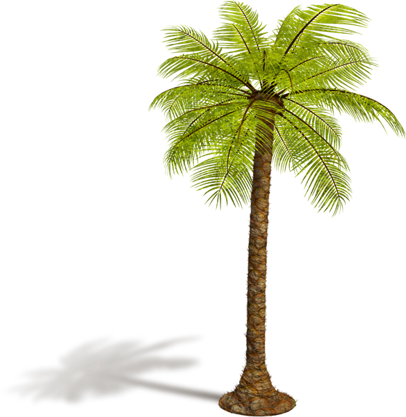 Tropical Trees - صور عيد الميلاد المجيد 2012 (584x600), Png Download