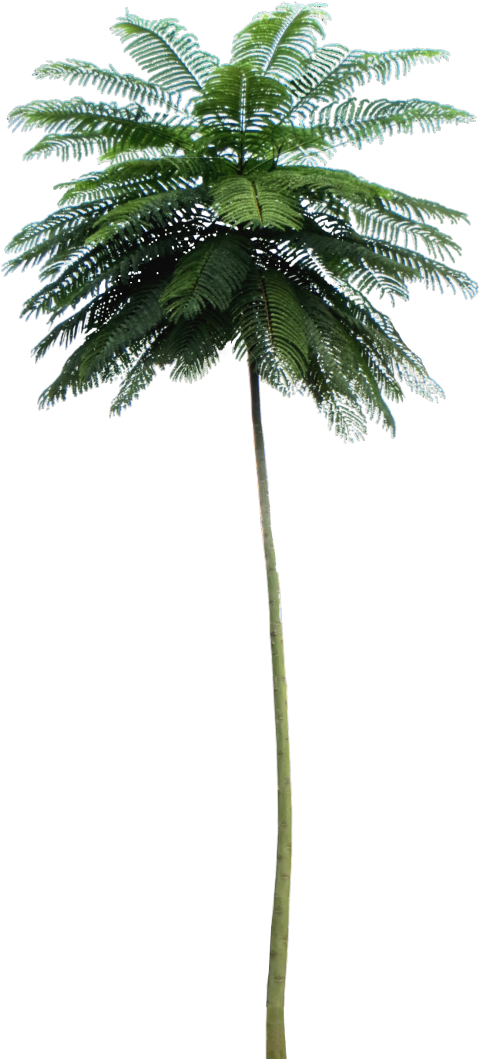 Tropical Plant Pictures - Schizolobium Parahyba Png (488x1100), Png Download