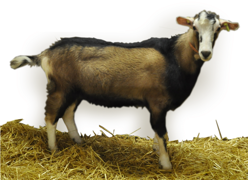 Buck Information - Goat (800x600), Png Download