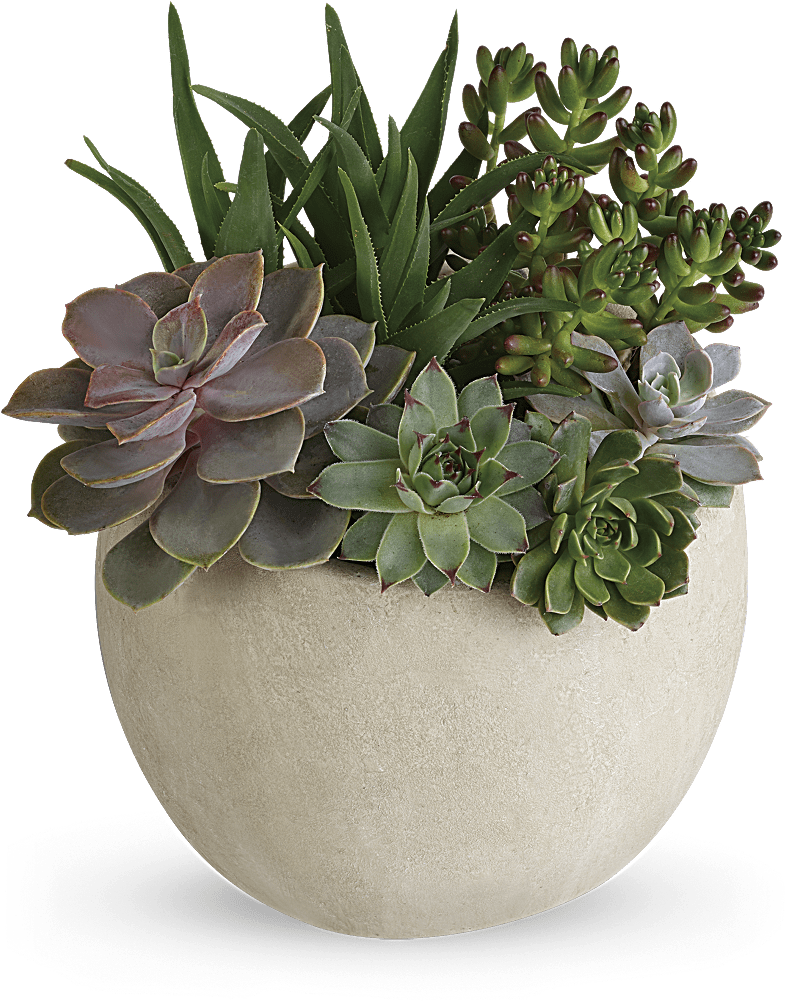 Beautiful Flowers, Phoenix - Teleflora Succulent (800x1000), Png Download