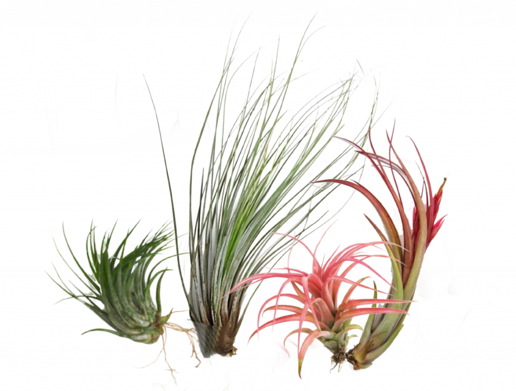 Air Plants Are A Unique Group Of Plants That Can Grow - Sweet Grass (1024x777), Png Download