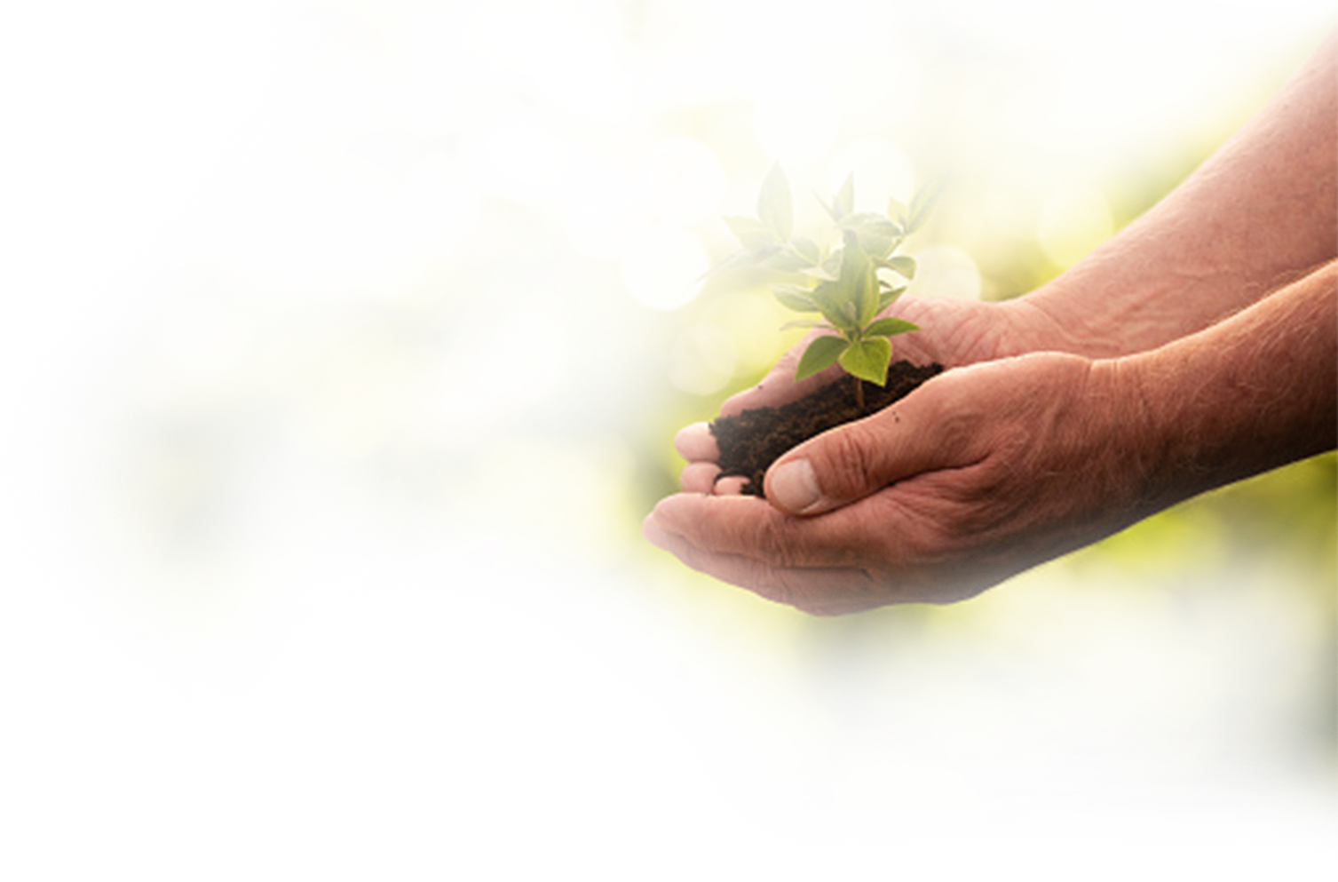 Make A Difference - Radish (1507x993), Png Download