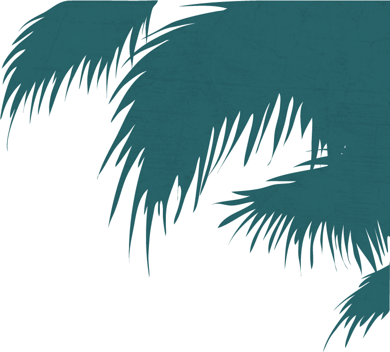 Latin Tuesdays - Attalea Speciosa (783x706), Png Download