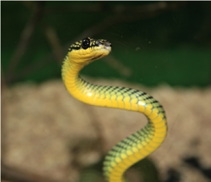 Standing Snake (870x362), Png Download