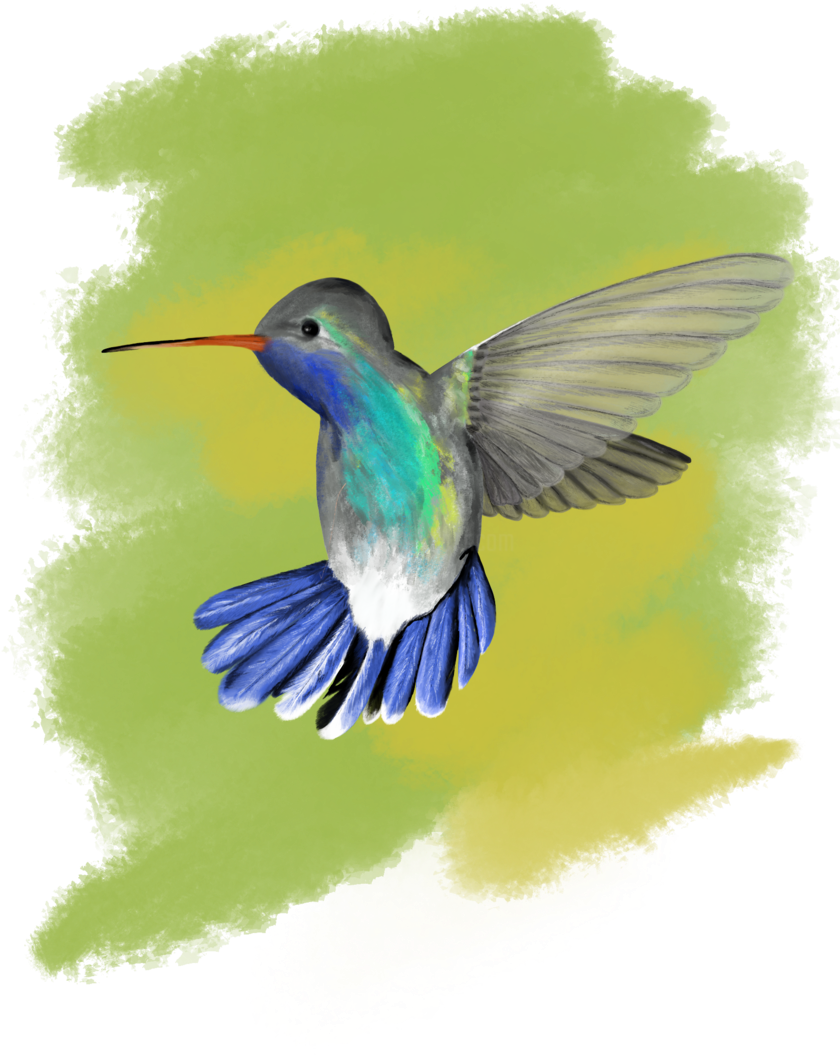 Digital Arts ©2018 By Mykola Vradnyk - Ruby-throated Hummingbird (840x1200), Png Download