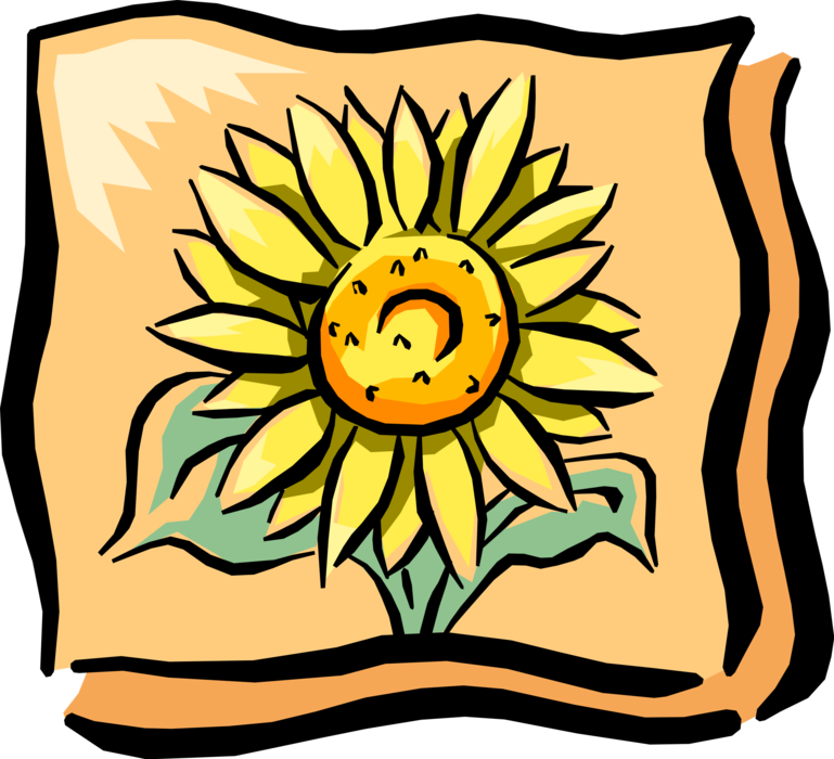 Vector Illustration Of Sunflower In Full Summer Bloom (769x700), Png Download
