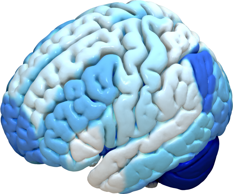 Brainnetome - Mni Brain (845x684), Png Download