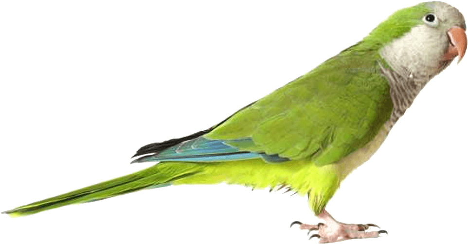 Parrot Png Image, Free Pictures Download - Parrot Png (1000x800), Png Download