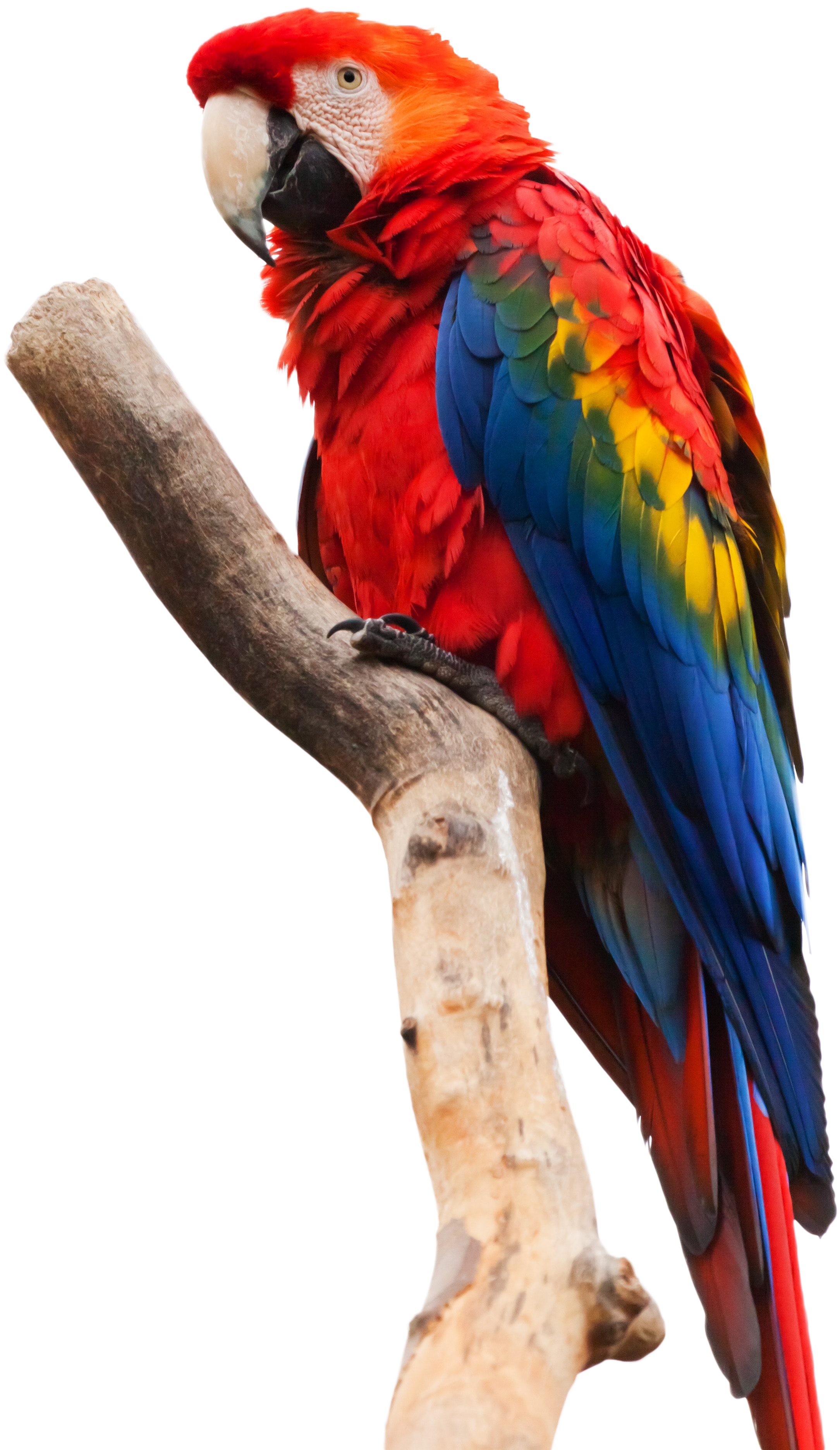 Parrot Sitting On A Stick - Scarlet Macaw White Background (2634x3951), Png Download