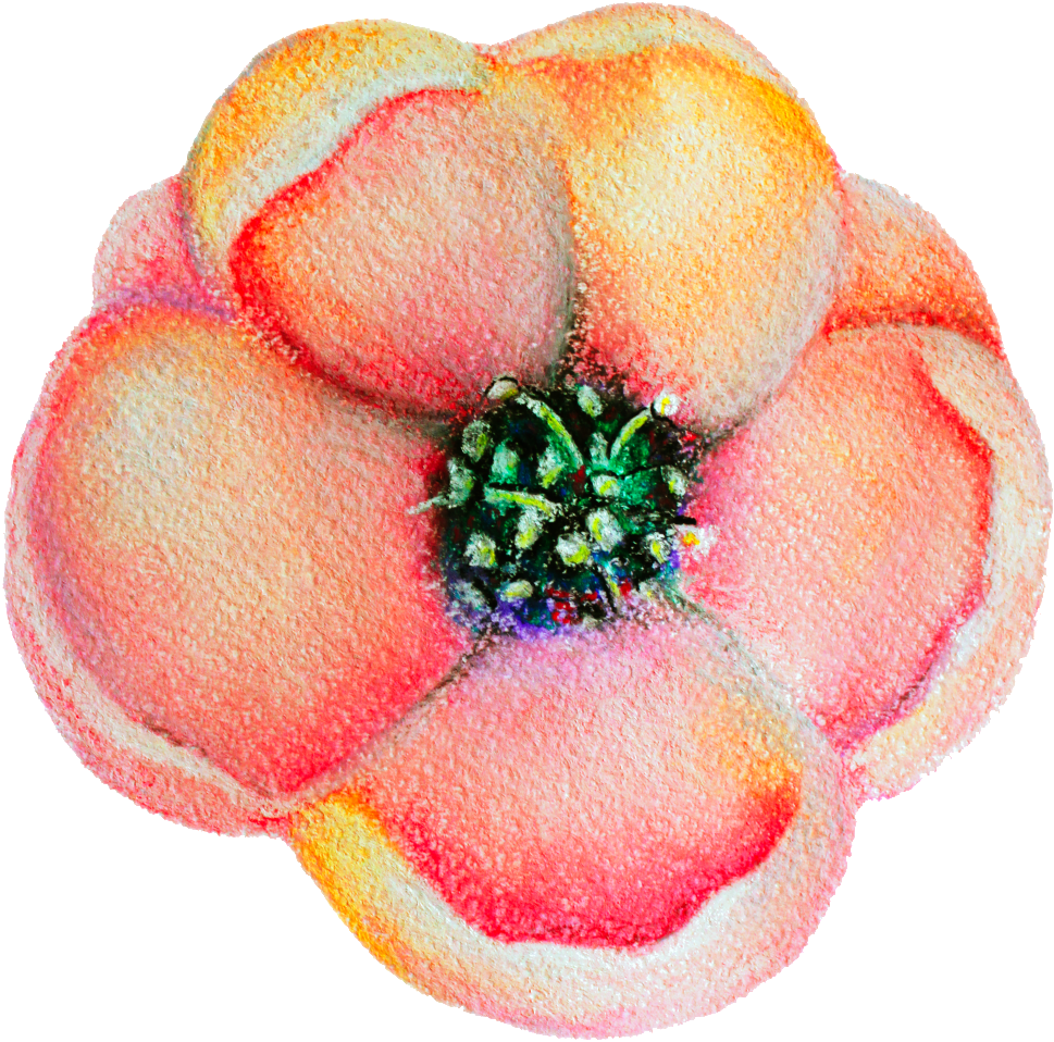 Spring Flower Bloom Decoration Vector This Backgrounds - Flowering Dogwood (1024x1082), Png Download