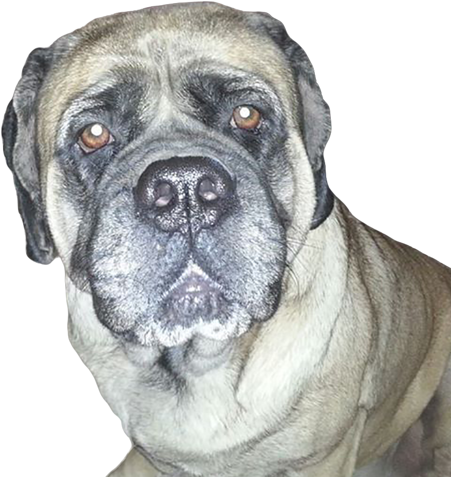 Puppy / Dog Chew Sessions Are Good - Boxer (916x941), Png Download