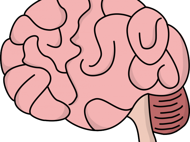 Brains Clipart Human Brain - Brain Clipart (640x480), Png Download