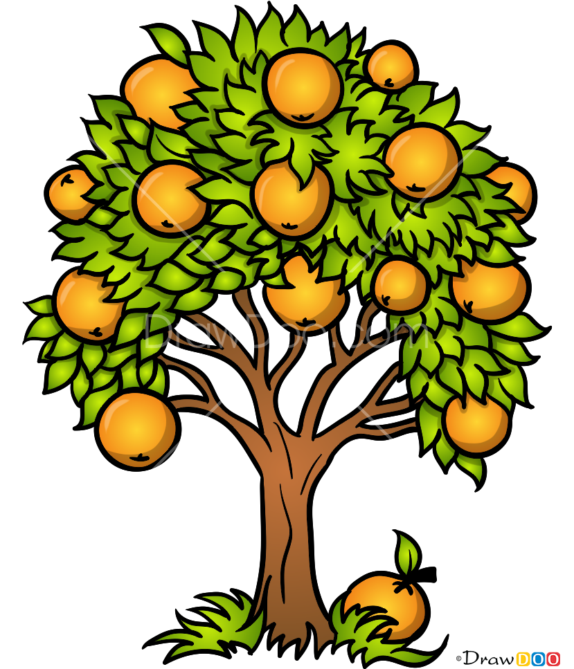 How To Draw An Orange Tree With How To Draw Orange - Draw Orange Tree (828x998), Png Download