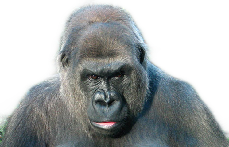 Monkey (746x480), Png Download