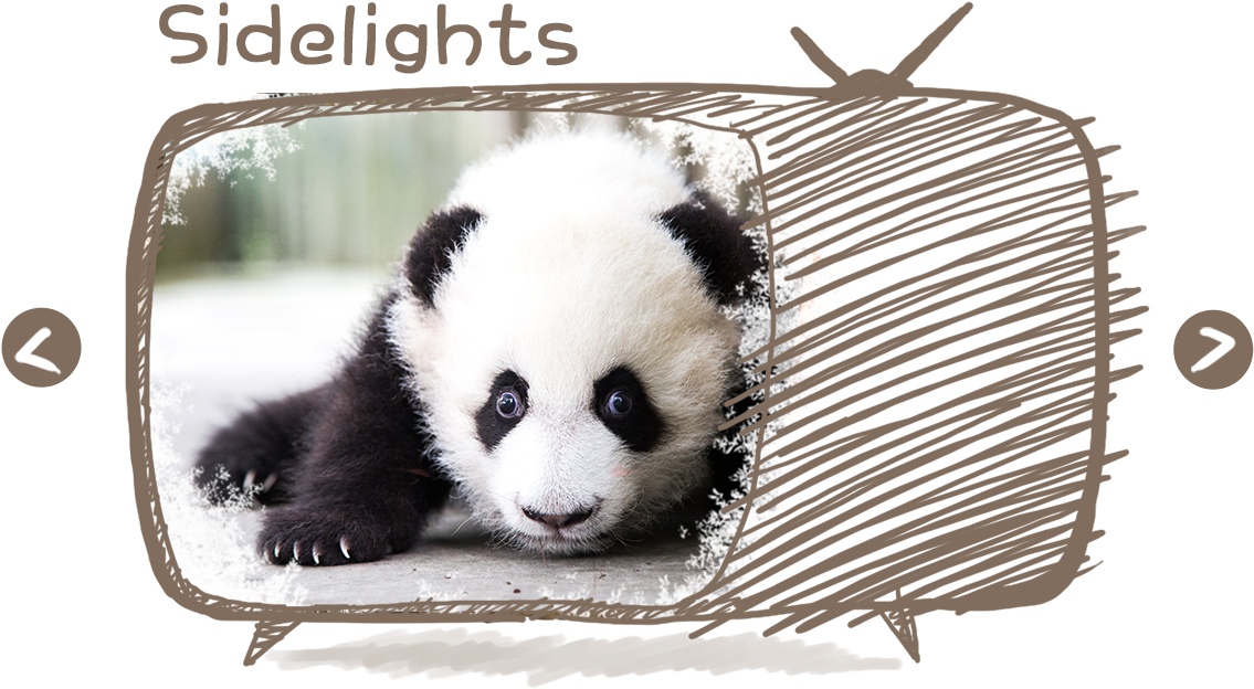 Star Panda Of The Seasonchoose Your Favorite Pandas - Panda (1200x653), Png Download