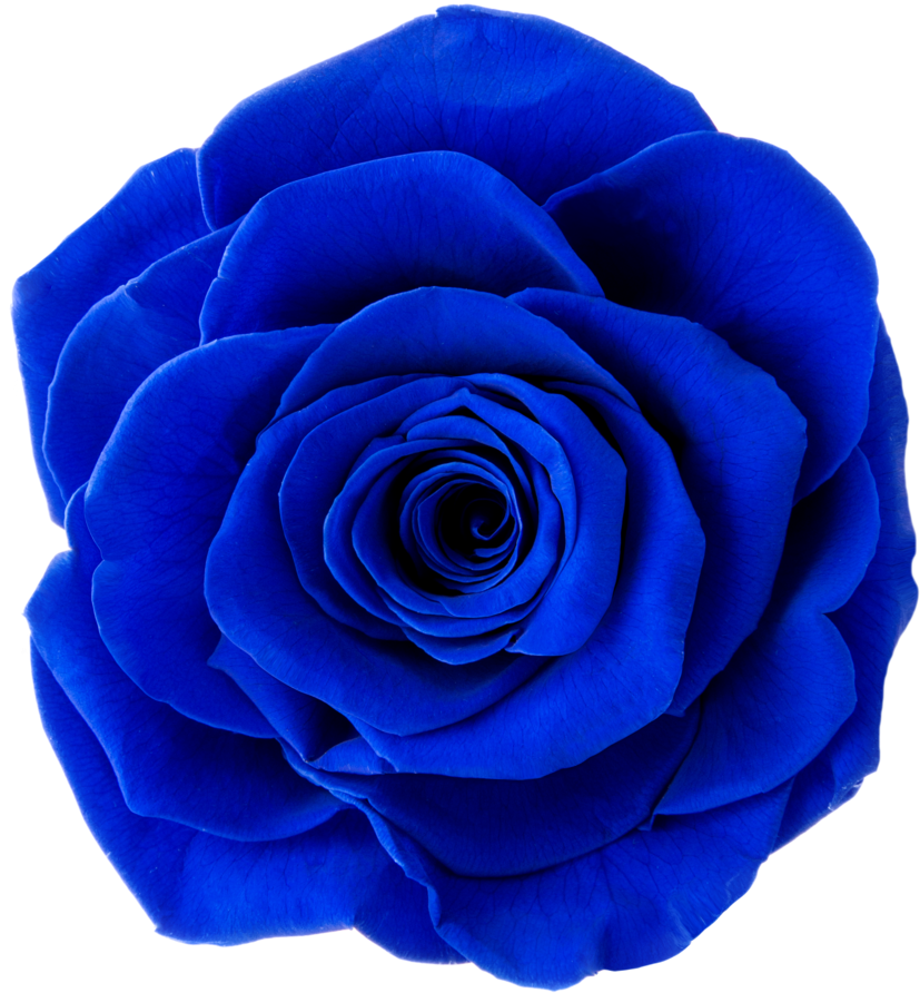 Garden Roses (1002x1024), Png Download