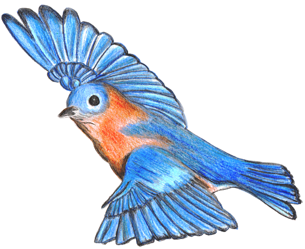 Bluebird Drawing - Macaw (1200x971), Png Download