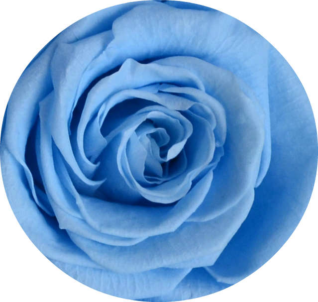 Dark Portions Of The Checker/bullseye Image Is Where - Garden Roses (639x607), Png Download