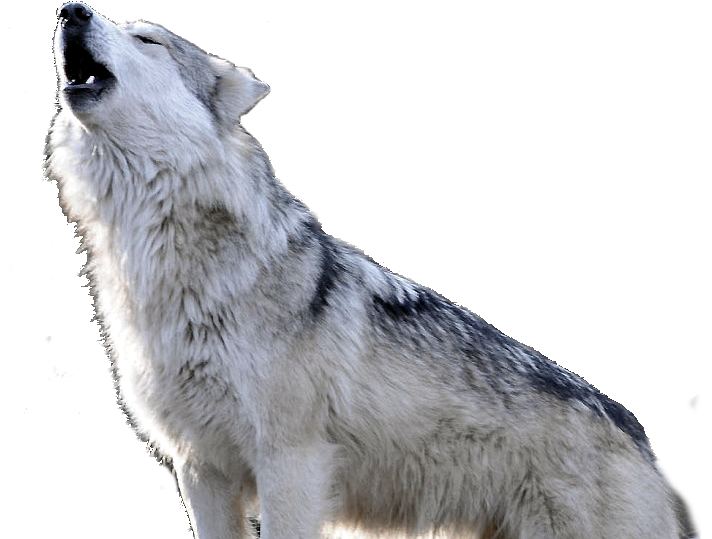 When Walking Into A Space Invokes Anger, Fear Or Anxiety, - Czechoslovakian Wolfdog (740x566), Png Download