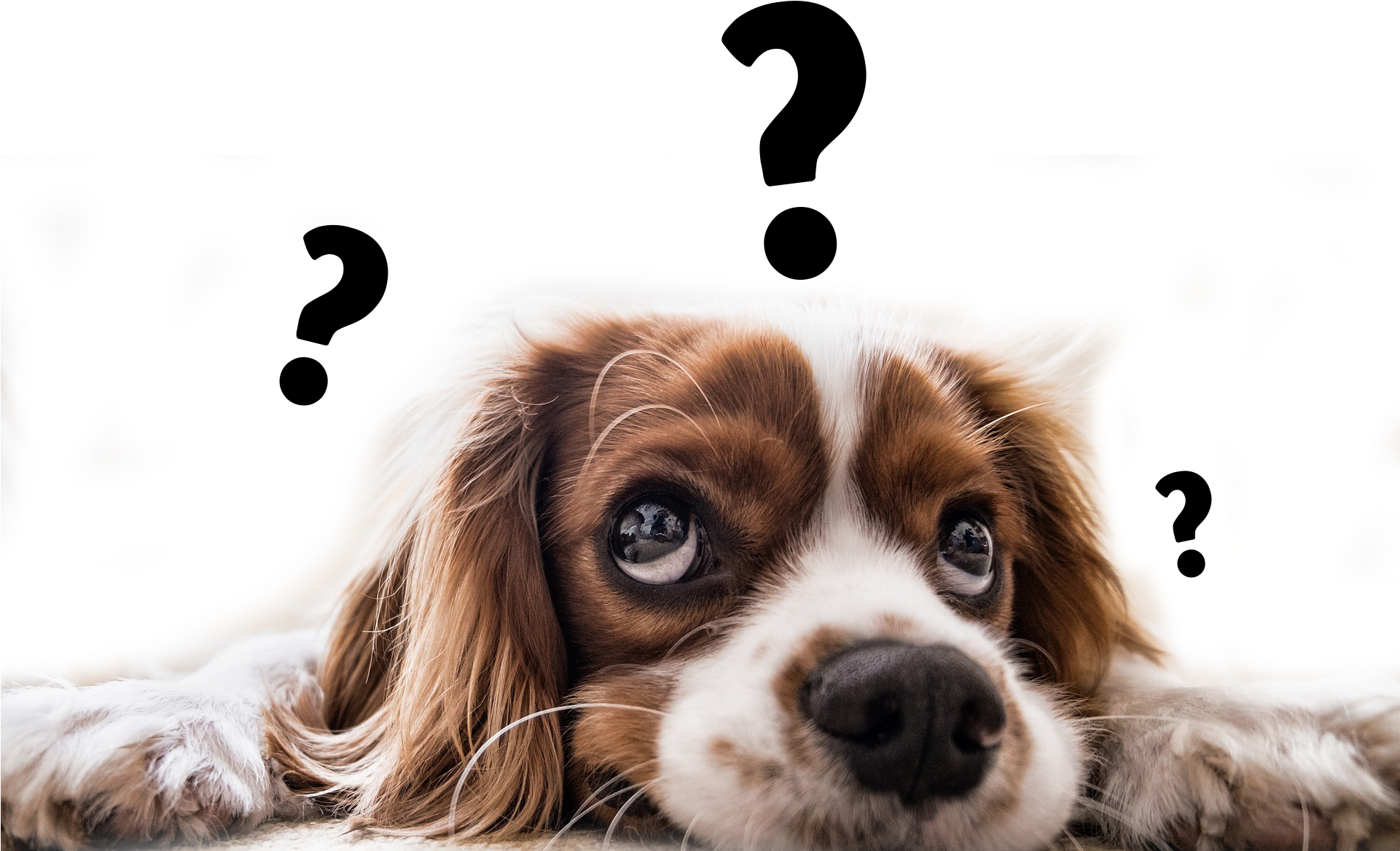 про собак 10 лет