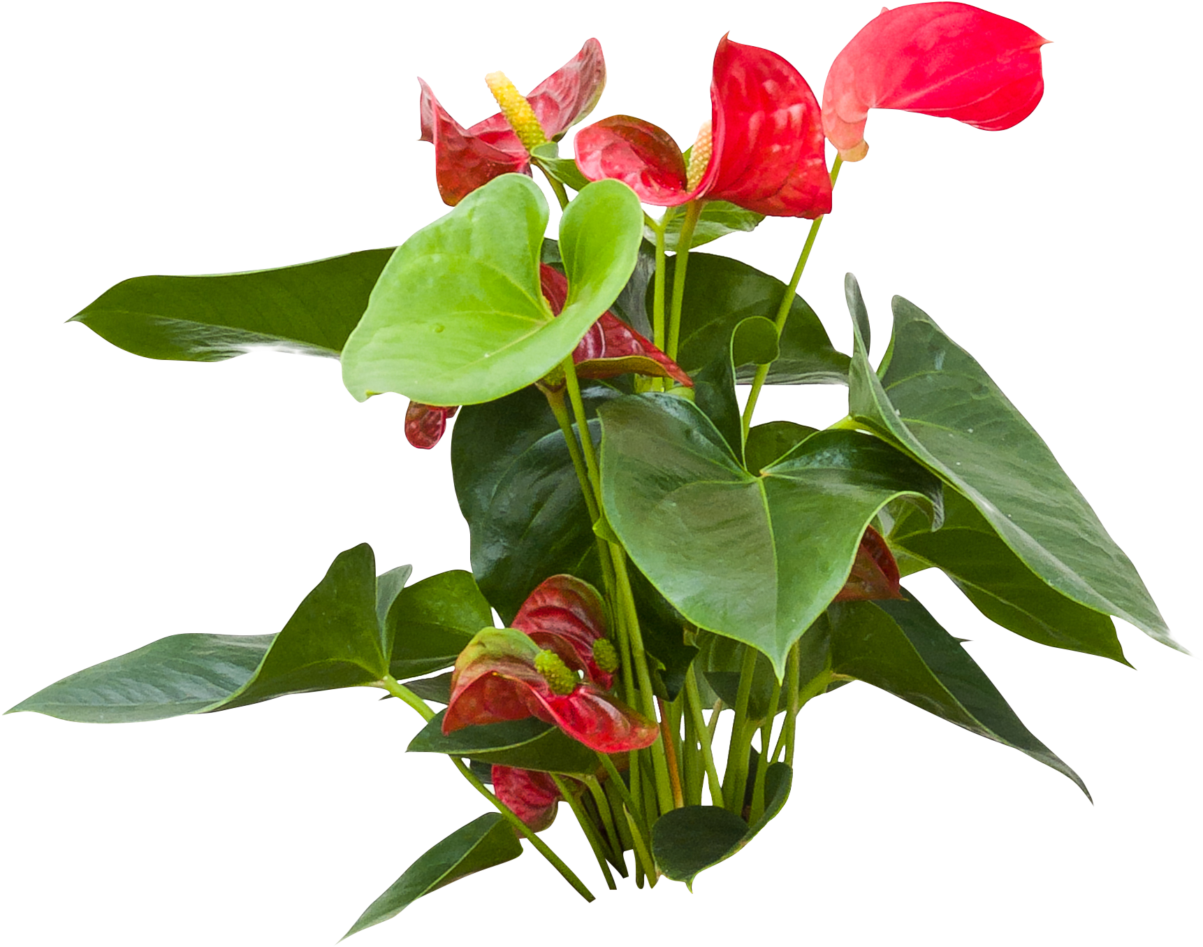 Anthurium (1863x1515), Png Download