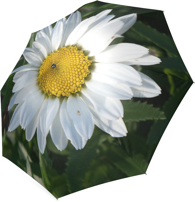 Oxeye Daisy (1000x1000), Png Download