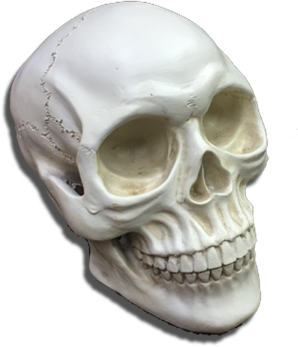 Skull (600x600), Png Download
