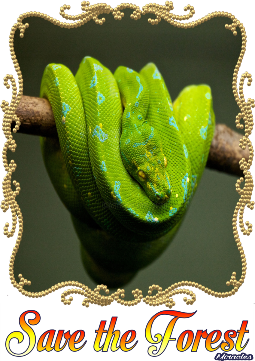 Tee Shirt 3 Serpent - Burmese Python (849x1200), Png Download