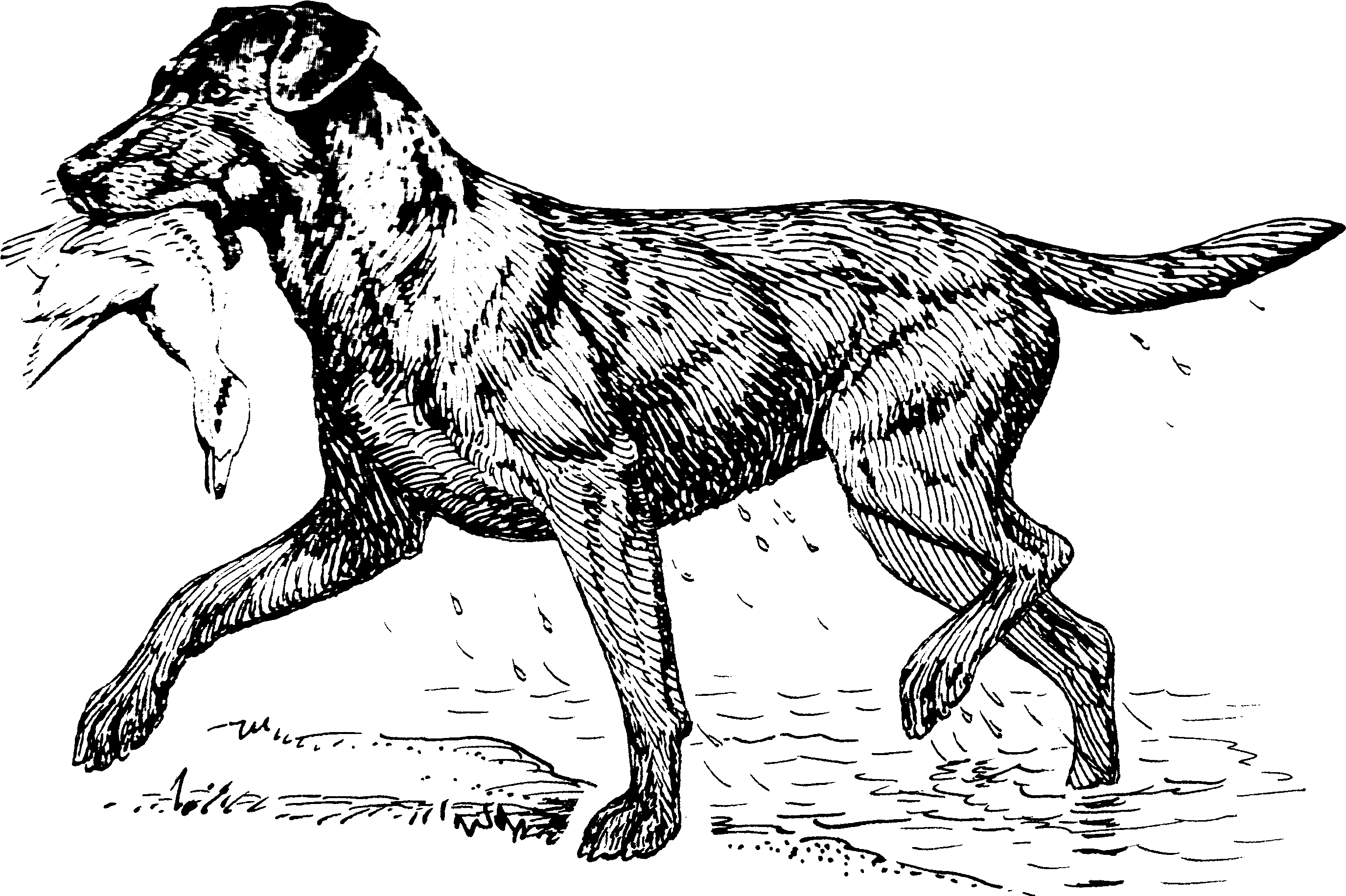 Retriever - Ancient Dog Breeds (2825x1908), Png Download