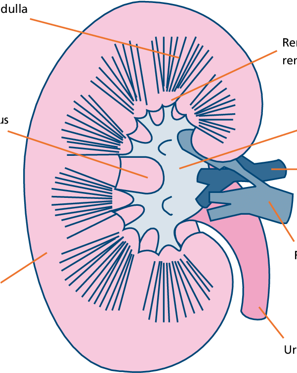 Diagram Of The Kidney - Illustration (600x790), Png Download