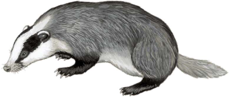 Free Png Download Badger Illustration Png Images Background - European Badger Tail (850x464), Png Download