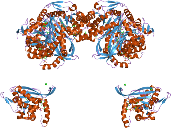 Pdb 2ii3 Ebi - Acyl Coa Dehydrogenase 3d Structure (800x600), Png Download