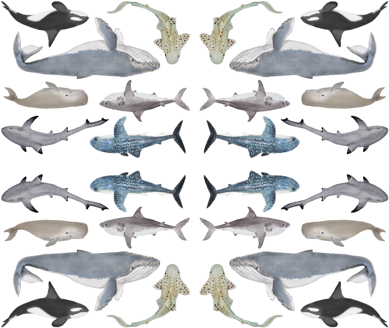 Great White Shark (800x684), Png Download