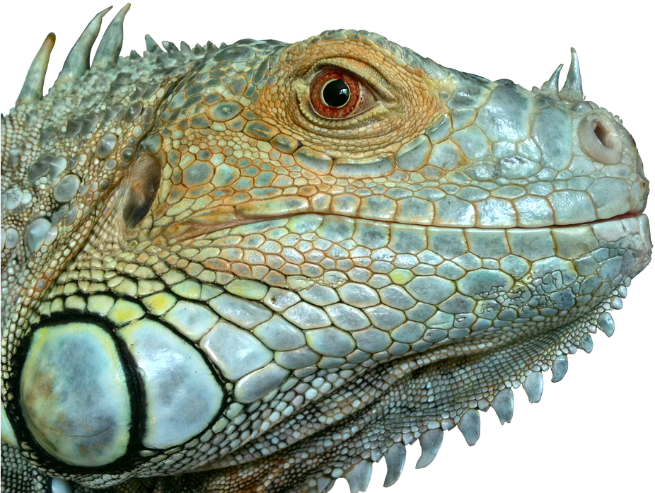 Iguana, Reptile, Lizard, Green, Close, Blue, Eye, Scaly - Lizard Head No Background (960x716), Png Download