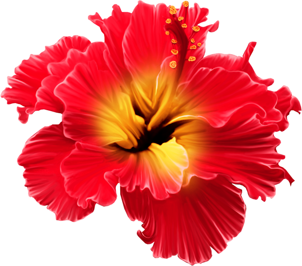 Фото, Автор Svetlera На Яндекс - Tropical Flowers Transparent Png (600x529), Png Download