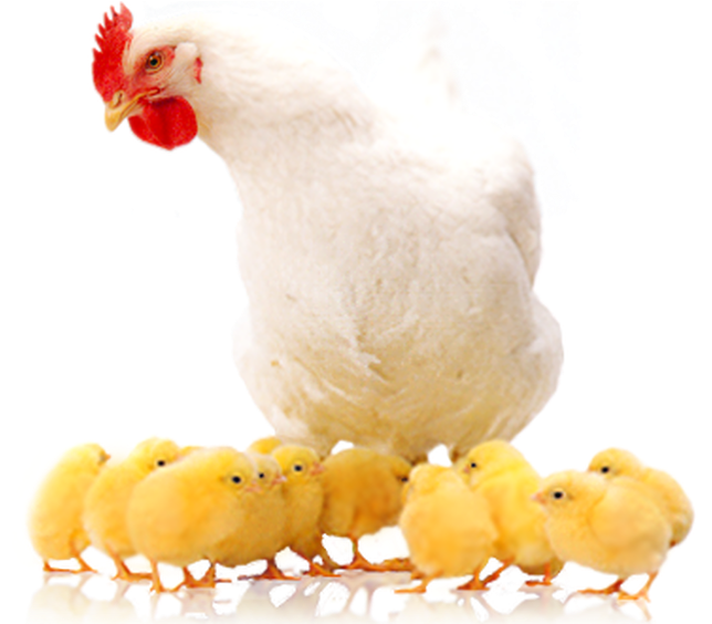 Poultry Farming Means 'raising Various Types Of Domestic - Poultry Png (1025x563), Png Download