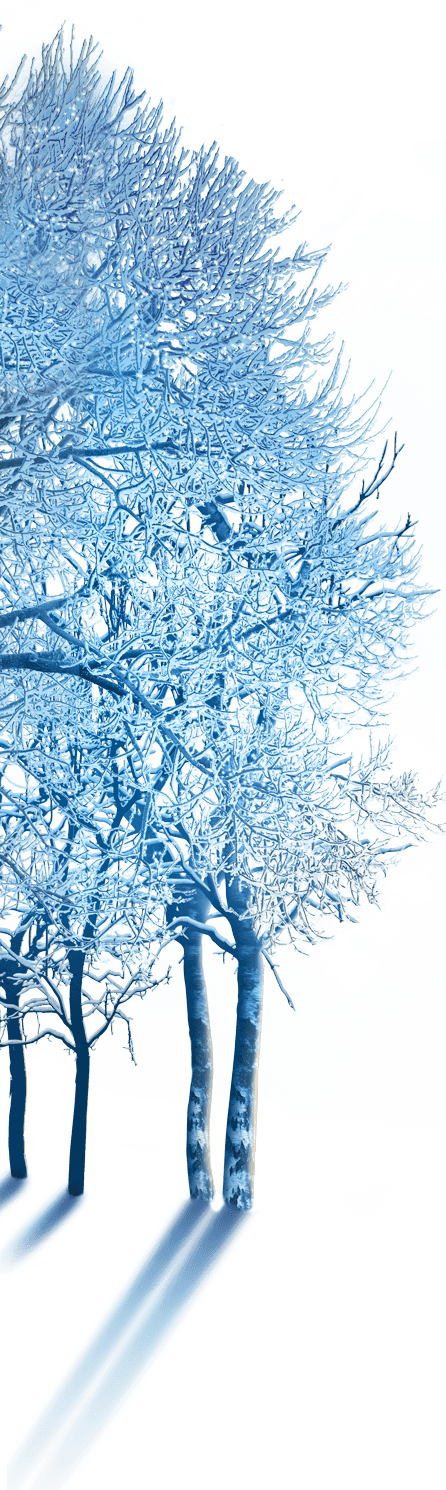 Winter Wonderland Homepage - Canoe Birch (446x1490), Png Download