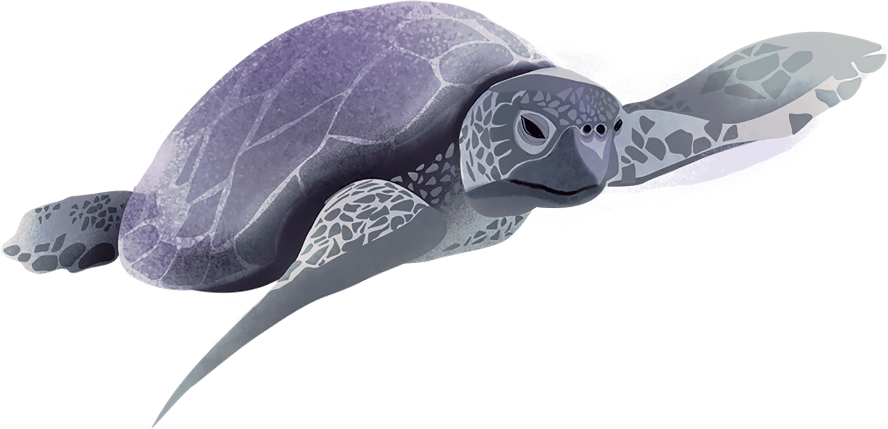 I Obsess Over Thee, And For Authorship Will Fight - Olive Ridley Sea Turtle (1787x864), Png Download