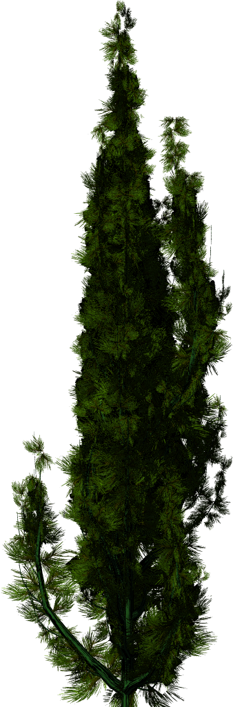 Taxus Png (1024x1024), Png Download