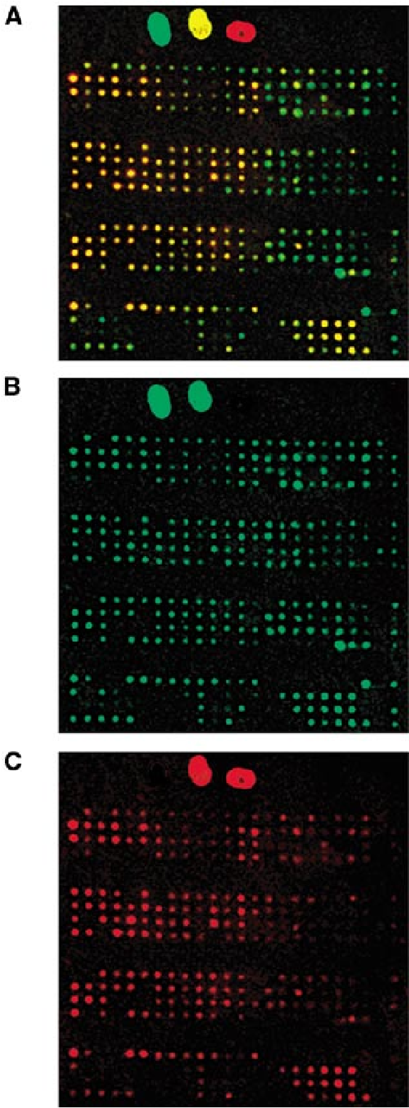 Visualisation Of The Results Of Double Radioactive - Circle (748x1576), Png Download