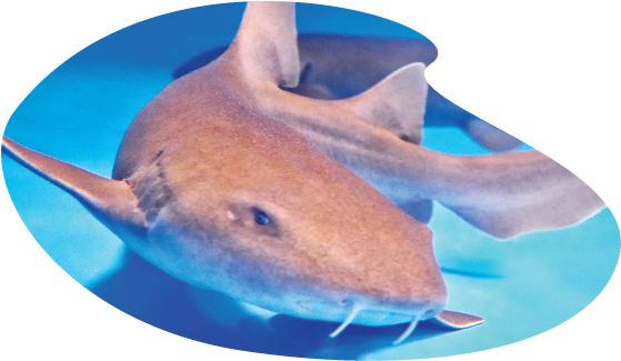 Shark - Great White Shark (612x792), Png Download