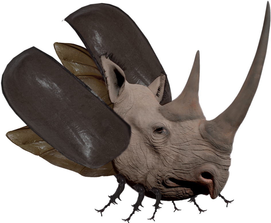 Beetle Png - Black Rhino Horn (1002x794), Png Download