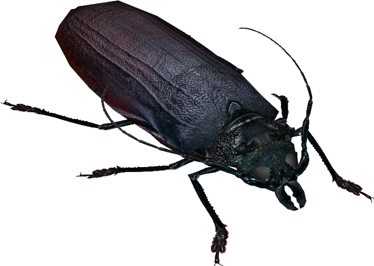 Titan Beetle - Longhorn Beetle (775x774), Png Download