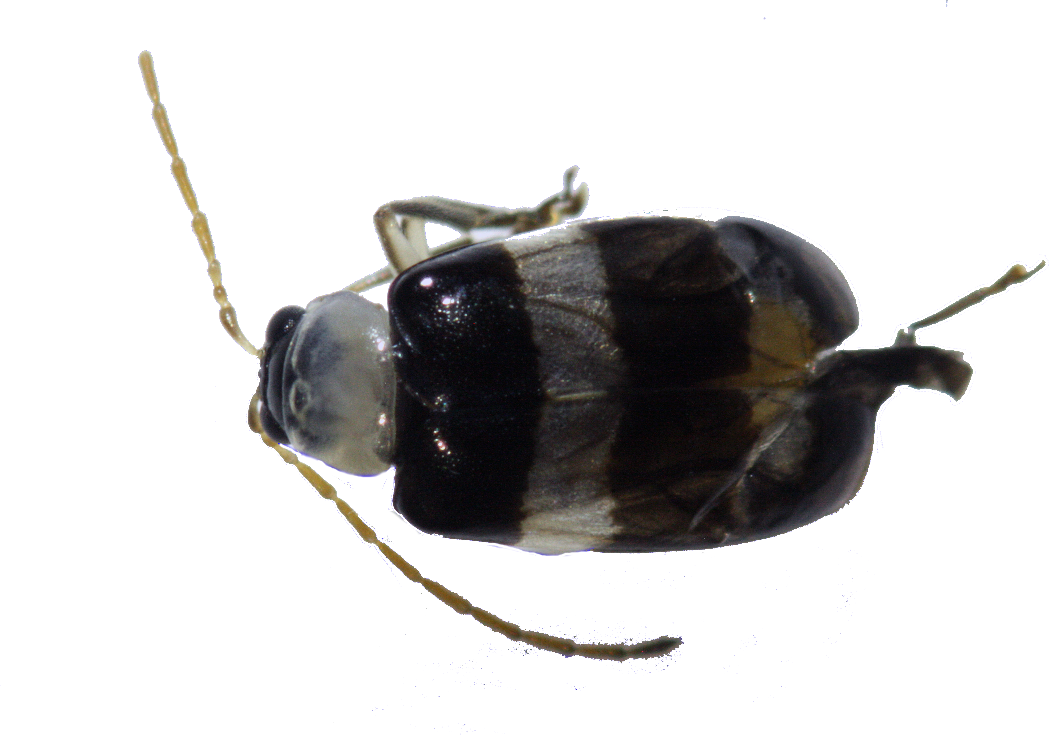 79 - Dung Beetle (3888x2592), Png Download