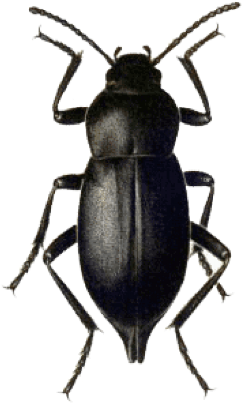 Download Beetle Black Png Images Background - Dung Beetle (480x796), Png Download